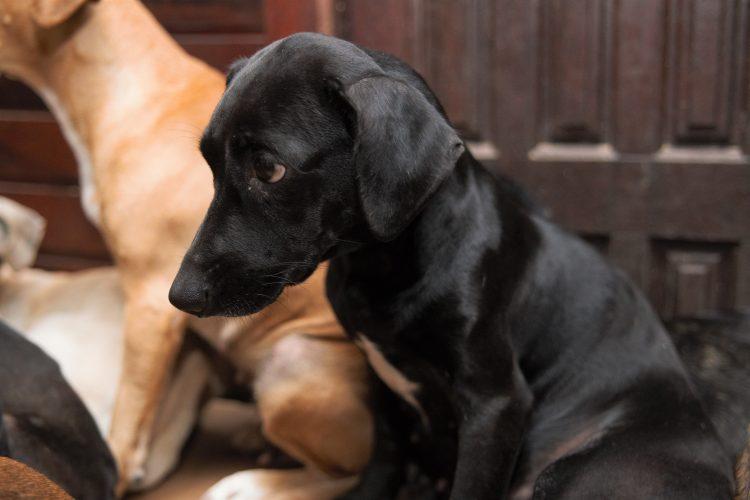 Campanha de adoção de cães e doação em Encantadas